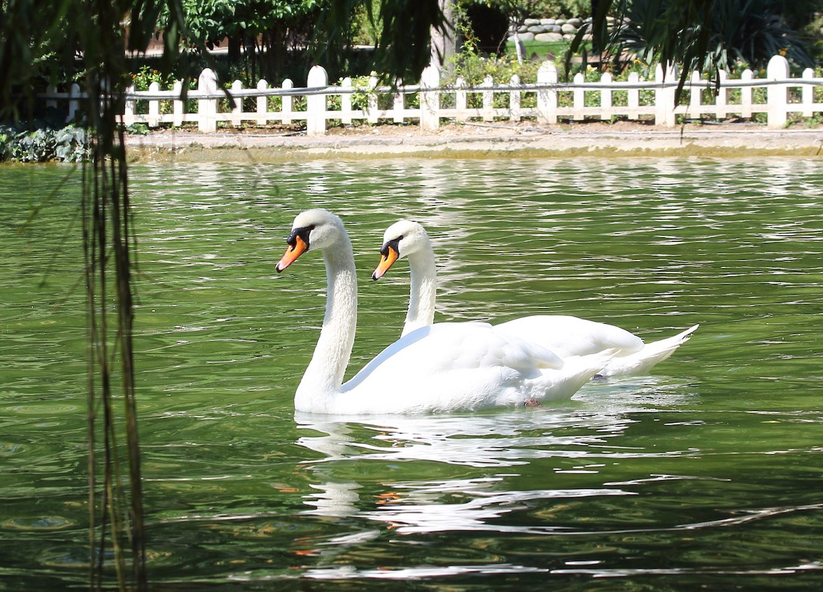 Mute Swan - Elaheh Afsaneh