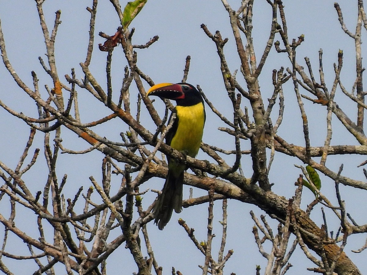 Green Aracari - ML623884671