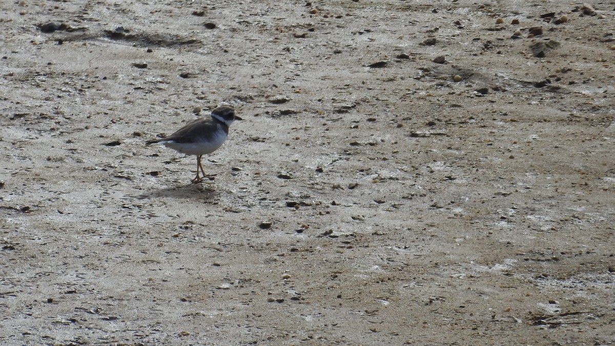 Common Ringed Plover - ML623884681