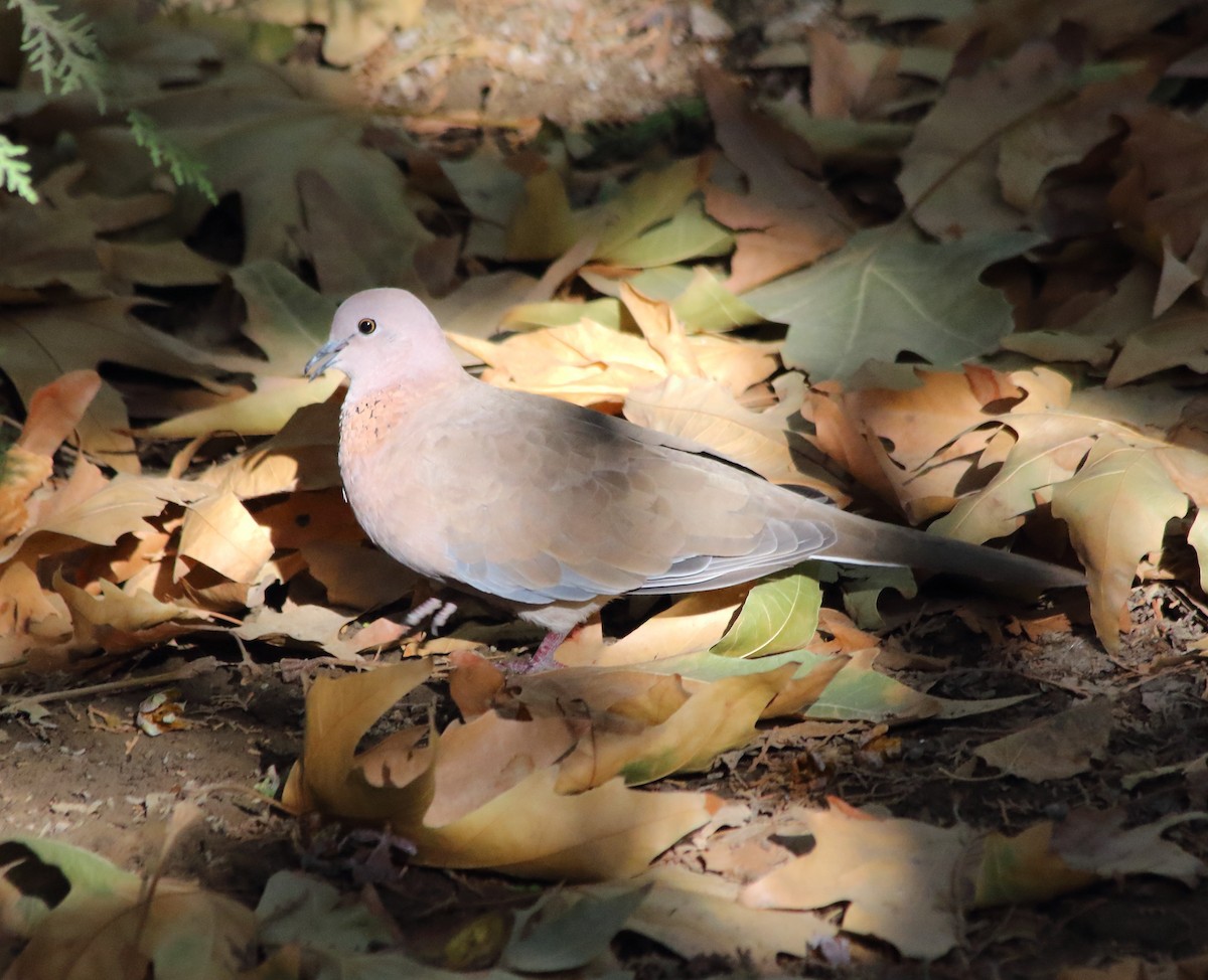 Laughing Dove - ML623884724