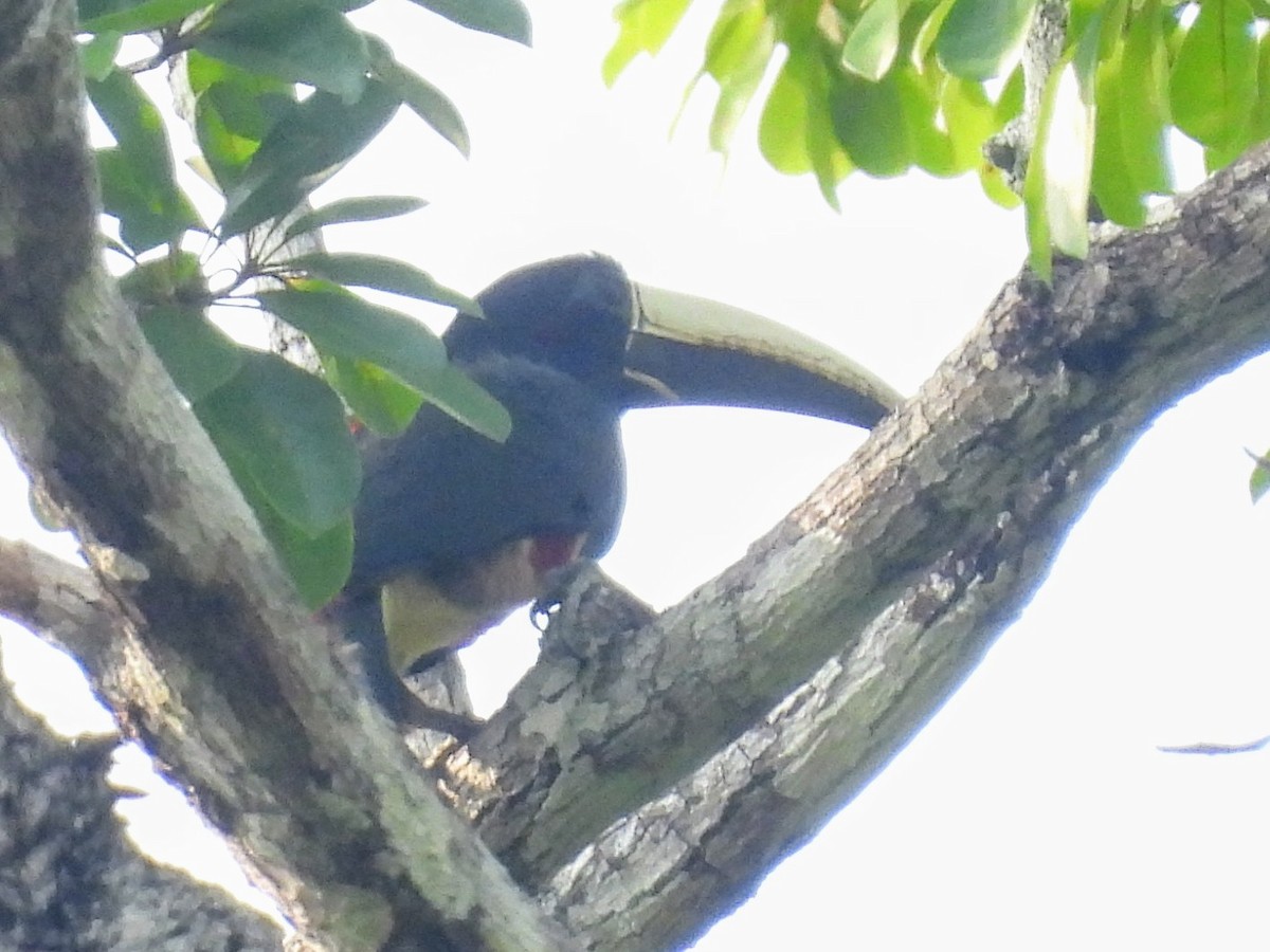 Black-necked Aracari - Lisa Schibley