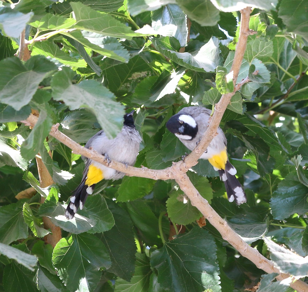 White-eared Bulbul - ML623884807