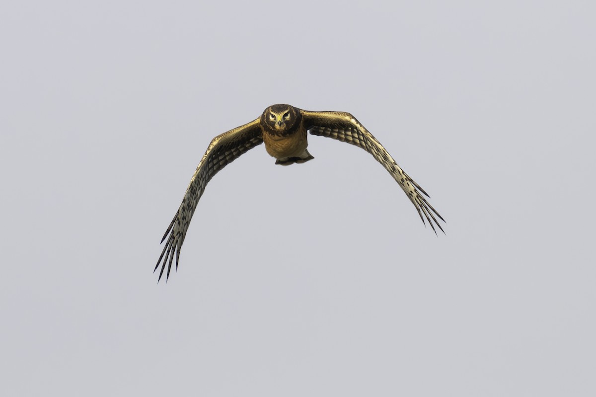 Northern Harrier - ML623884810