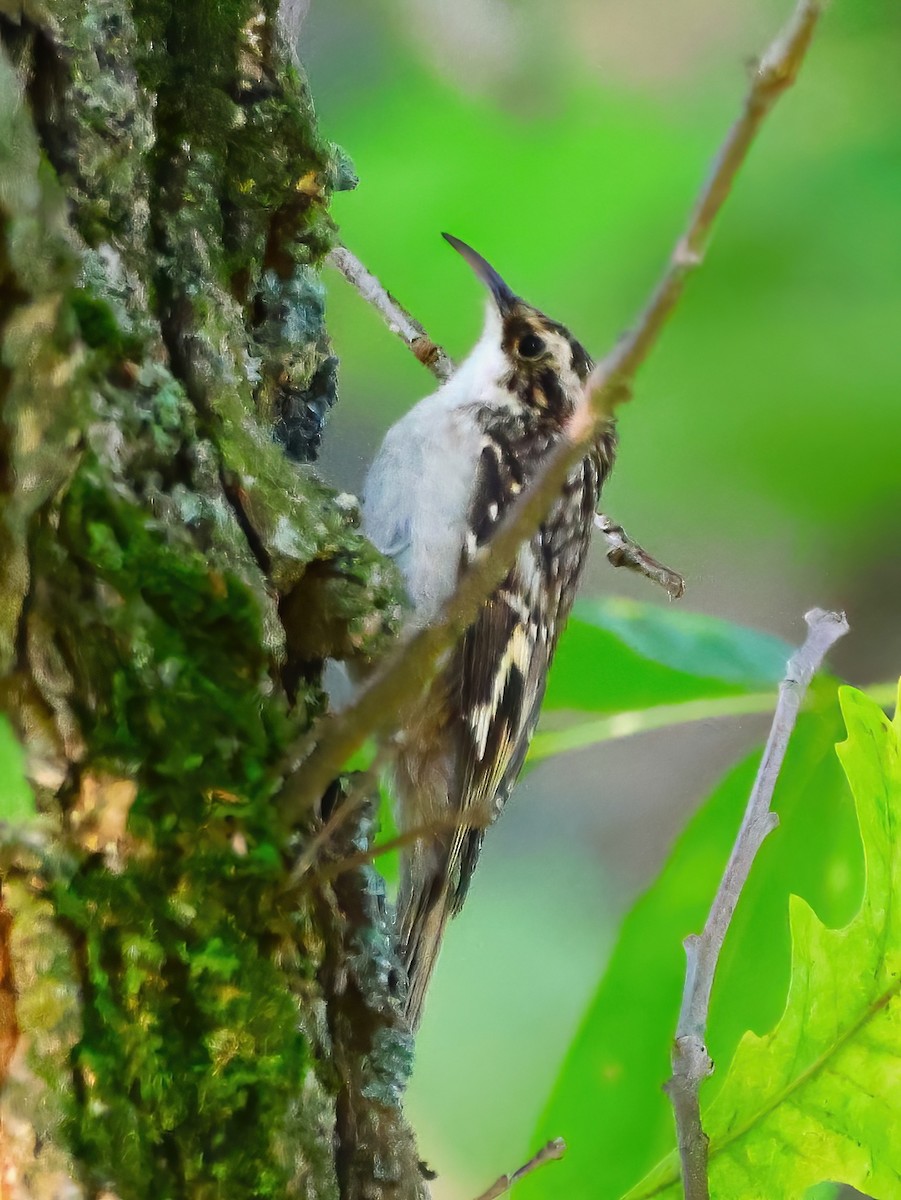 Brown Creeper - ML623884814