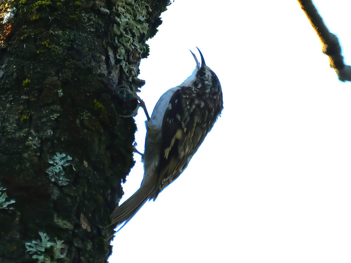 Brown Creeper - ML623884815