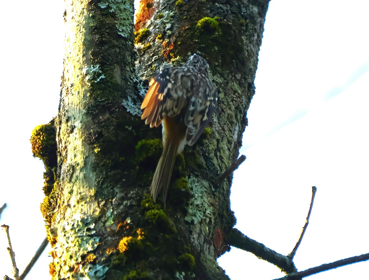 Brown Creeper - ML623884816