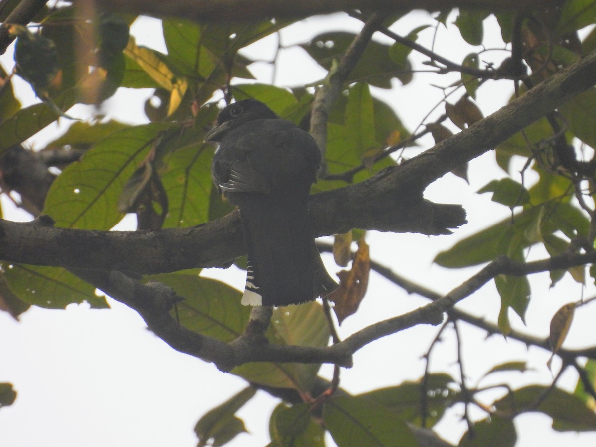 Green-backed Trogon - ML623884823