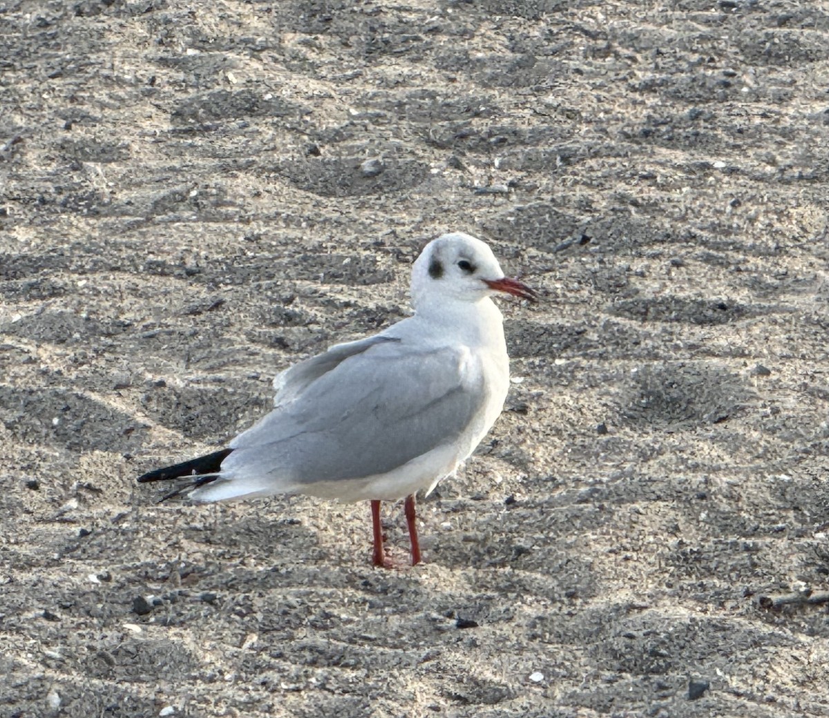 Black-headed Gull - ML623884825