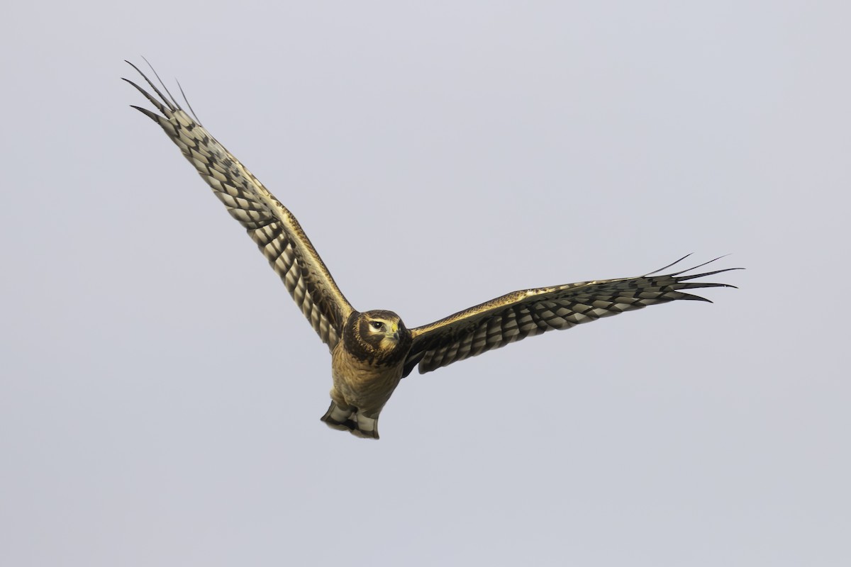 Northern Harrier - ML623884828