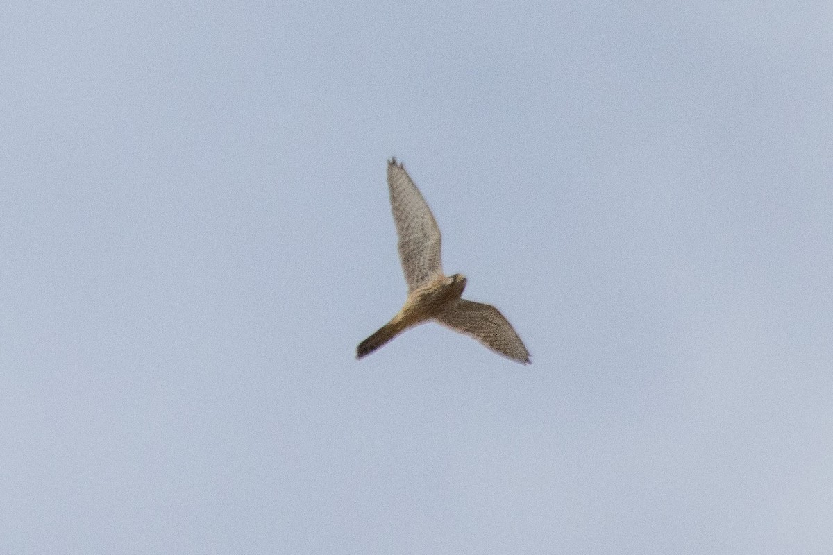 Eurasian Kestrel - ML623884833