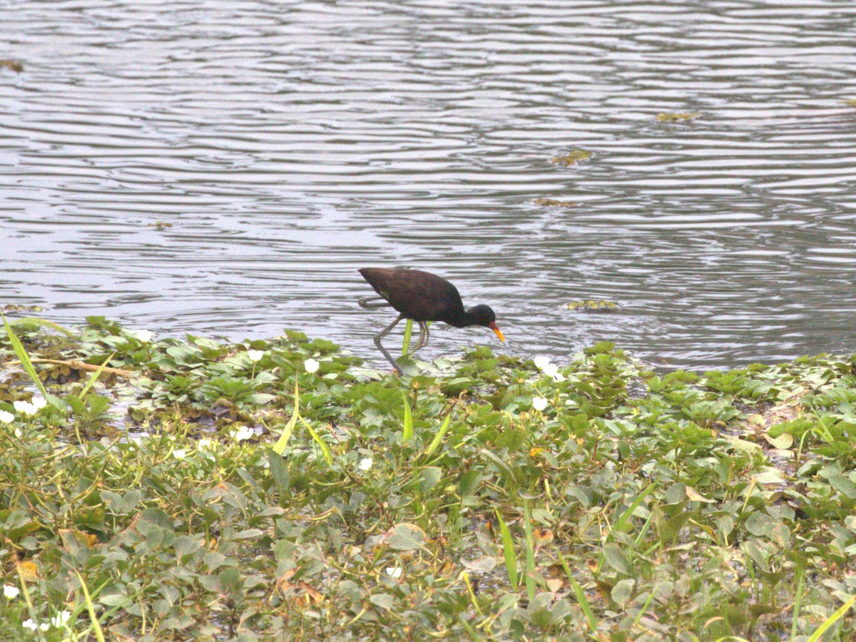 ostnák jihoamerický (ssp. hypomelaena) - ML623884835