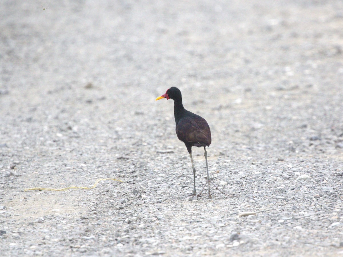 ostnák jihoamerický (ssp. hypomelaena) - ML623884836