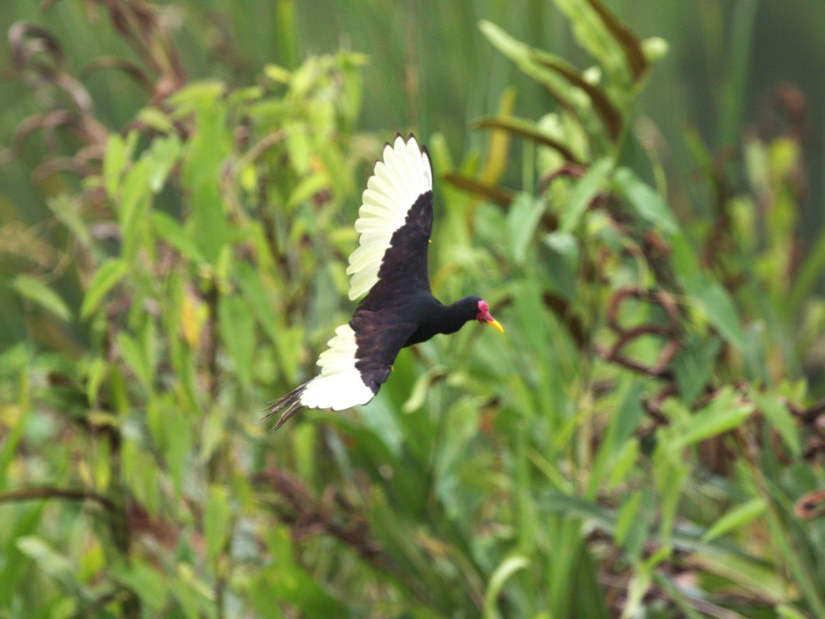 ostnák jihoamerický (ssp. hypomelaena) - ML623884840