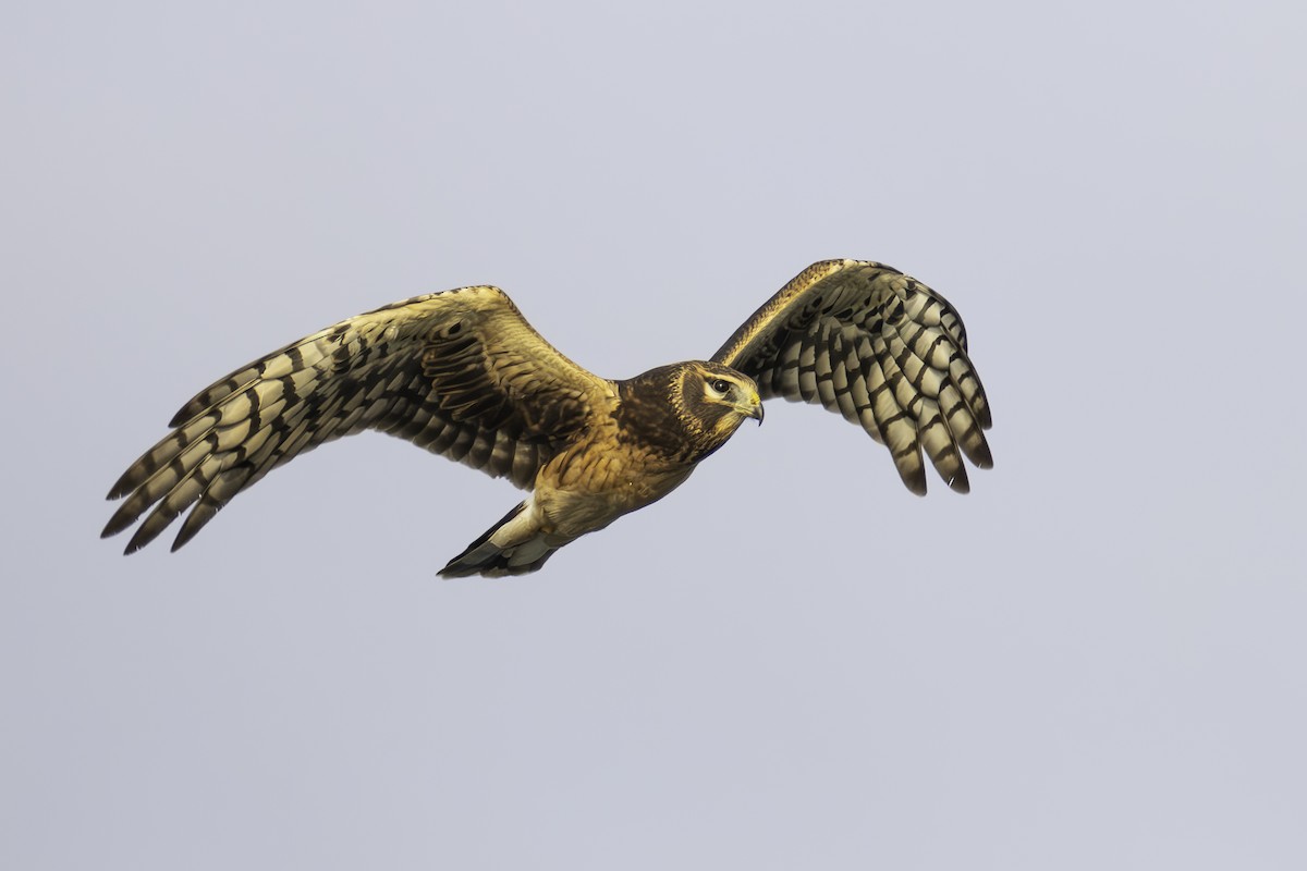 Northern Harrier - ML623884848