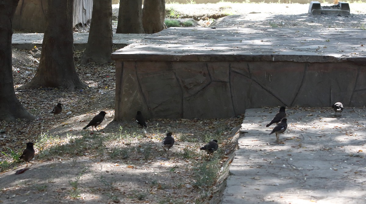 Common Myna - Elaheh Afsaneh