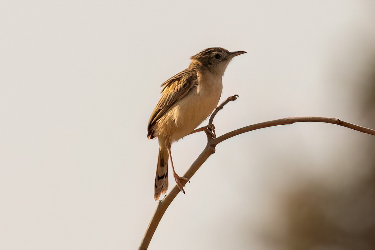 Desert Cisticola - ML623884867