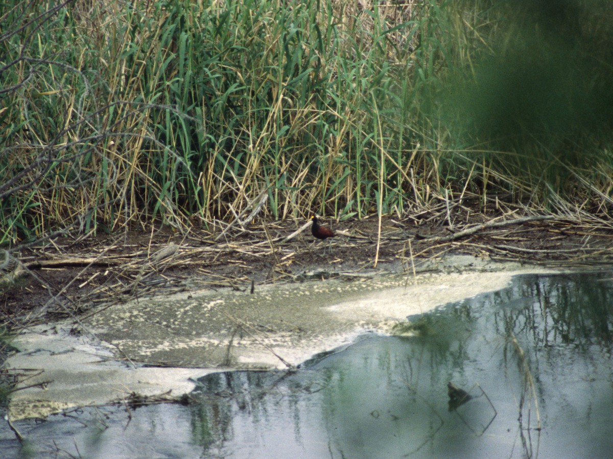 Northern Jacana - ML623884876