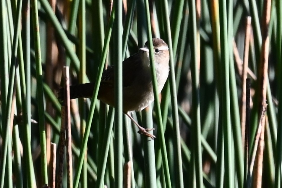 Marsh Wren - ML623884887