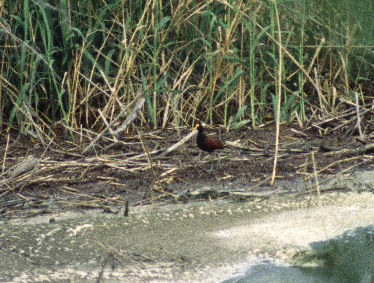 Northern Jacana - Brad Carlson