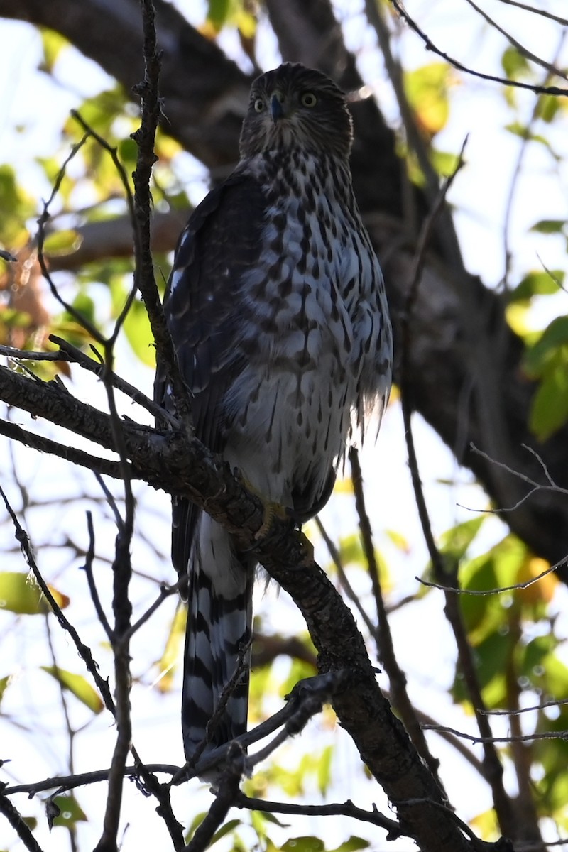 Cooper's Hawk - ML623884891