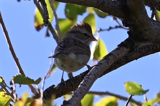 Chipping Sparrow - ML623884904