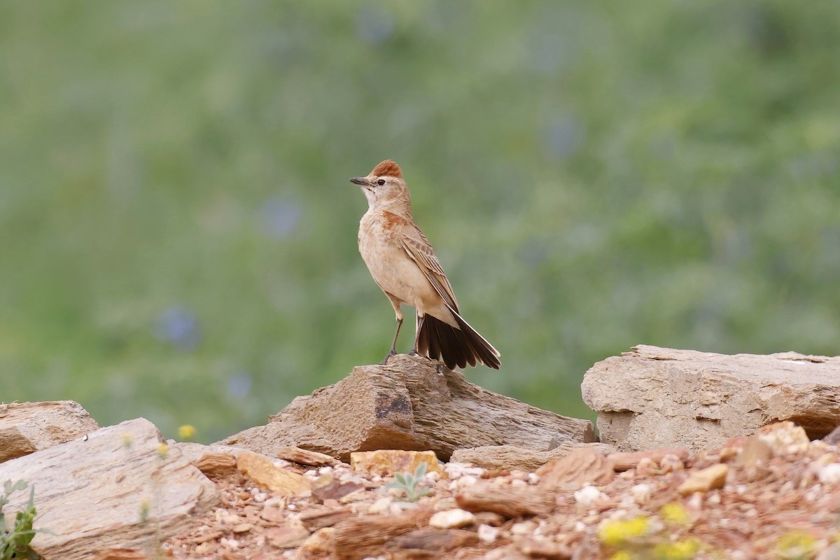 Red-capped Lark - ML623884910