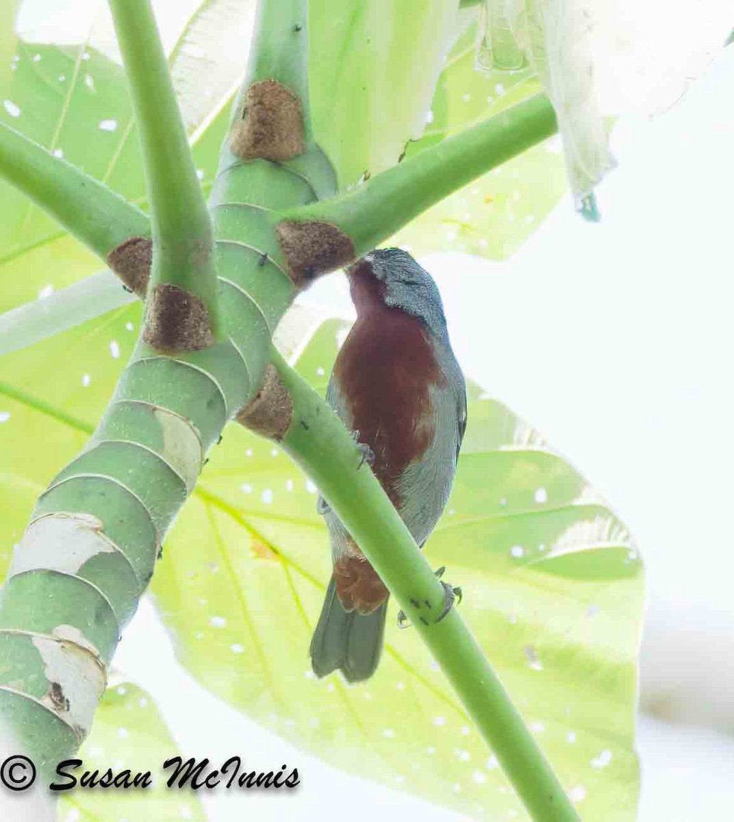 Chestnut-bellied Seedeater - ML623884911