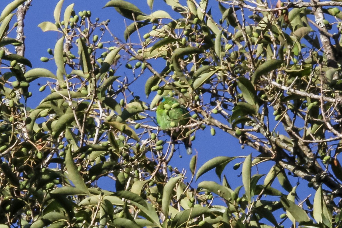 Indochinese Barbet - J Higgott