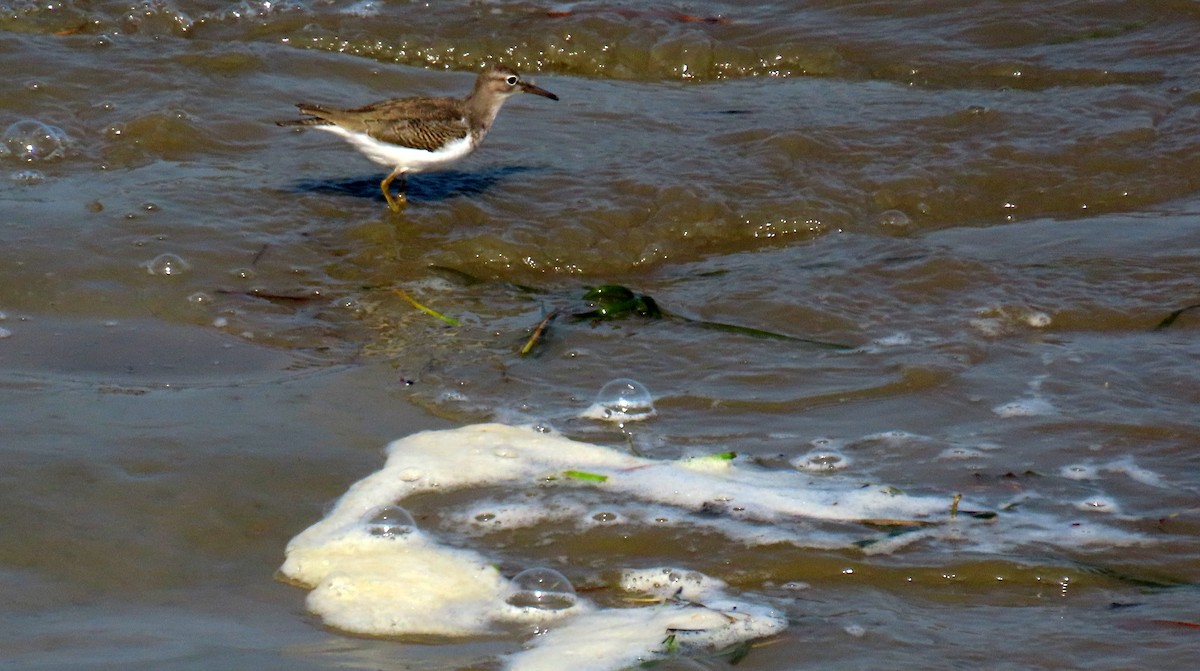 Spotted Sandpiper - ML623884921