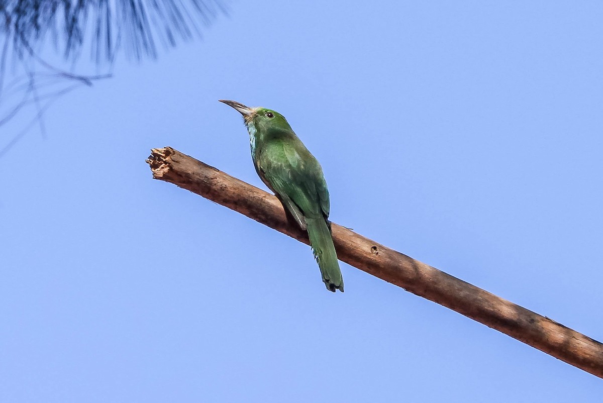 Abejaruco Barbiazul - ML623884930