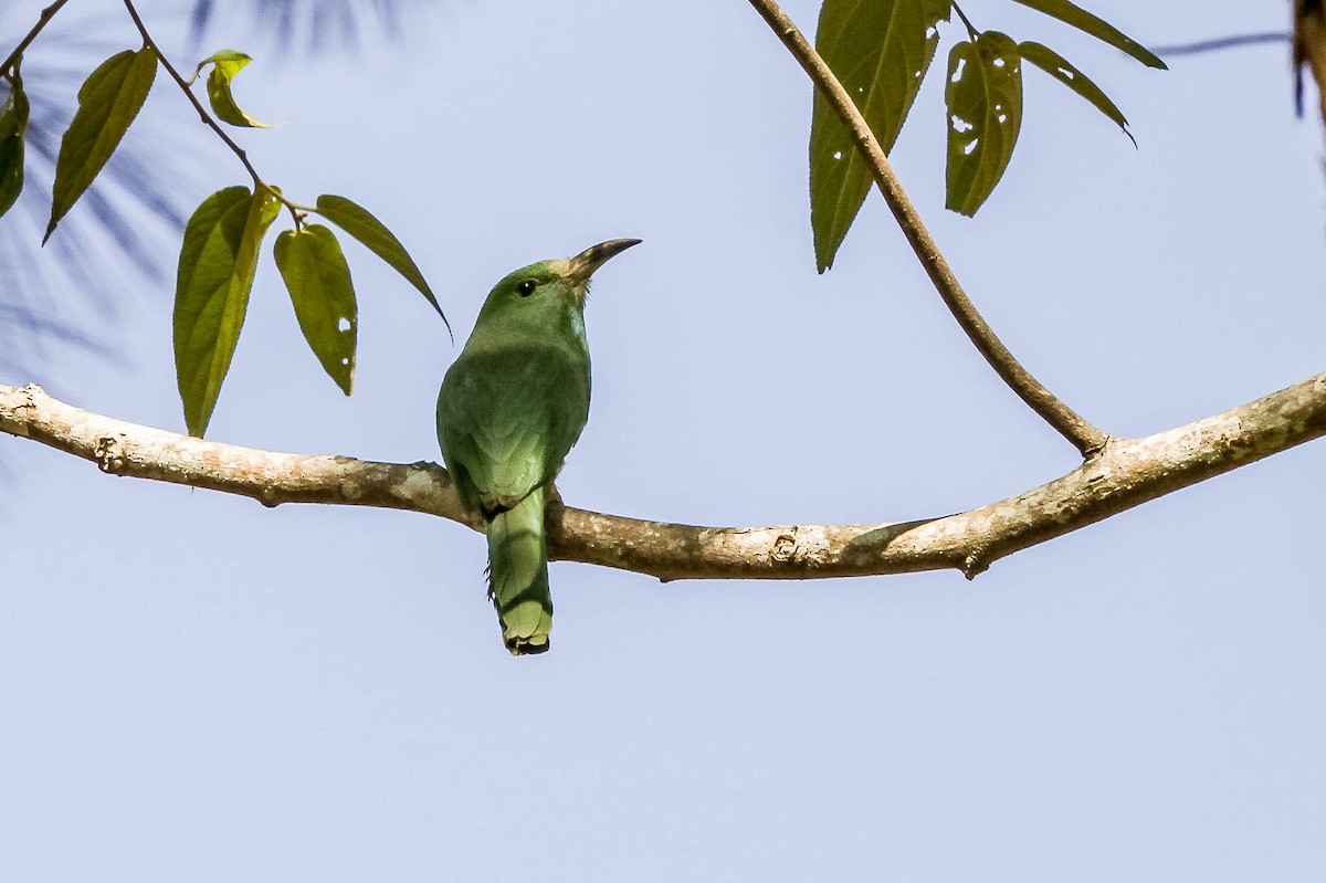 Blue-bearded Bee-eater - J Higgott