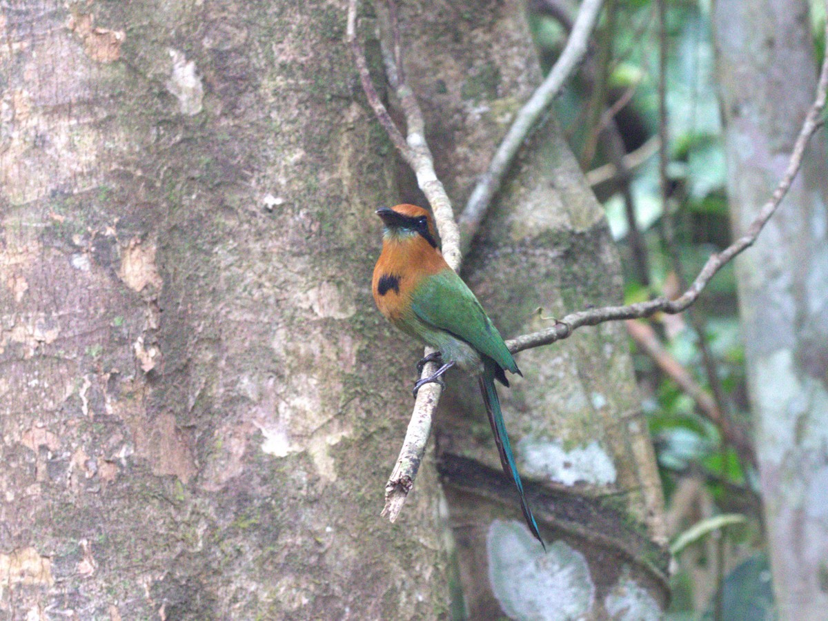 Broad-billed Motmot (Broad-billed) - ML623884947