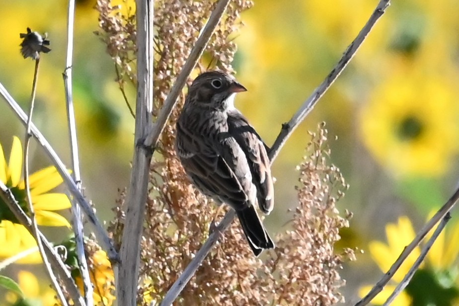 Vesper Sparrow - ML623884949