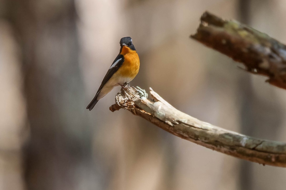 Mugimaki Flycatcher - J Higgott