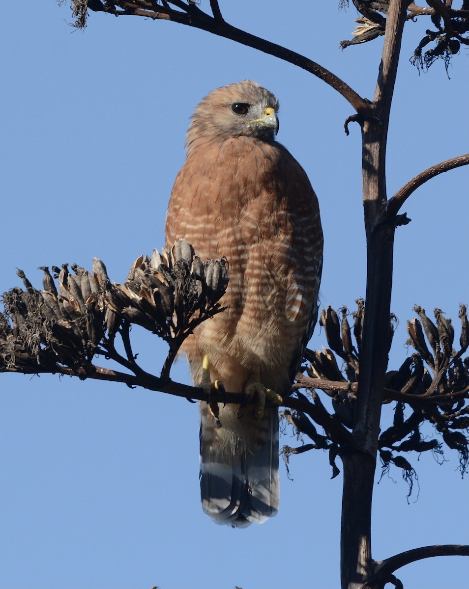 Red-shouldered Hawk - Jim Margitan