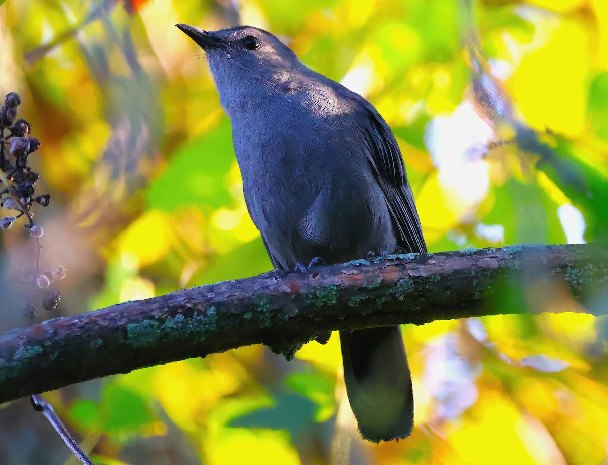 Gray Catbird - ML623884989