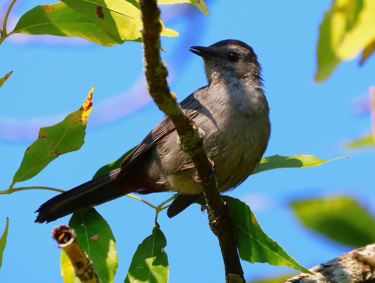 Gray Catbird - ML623884992