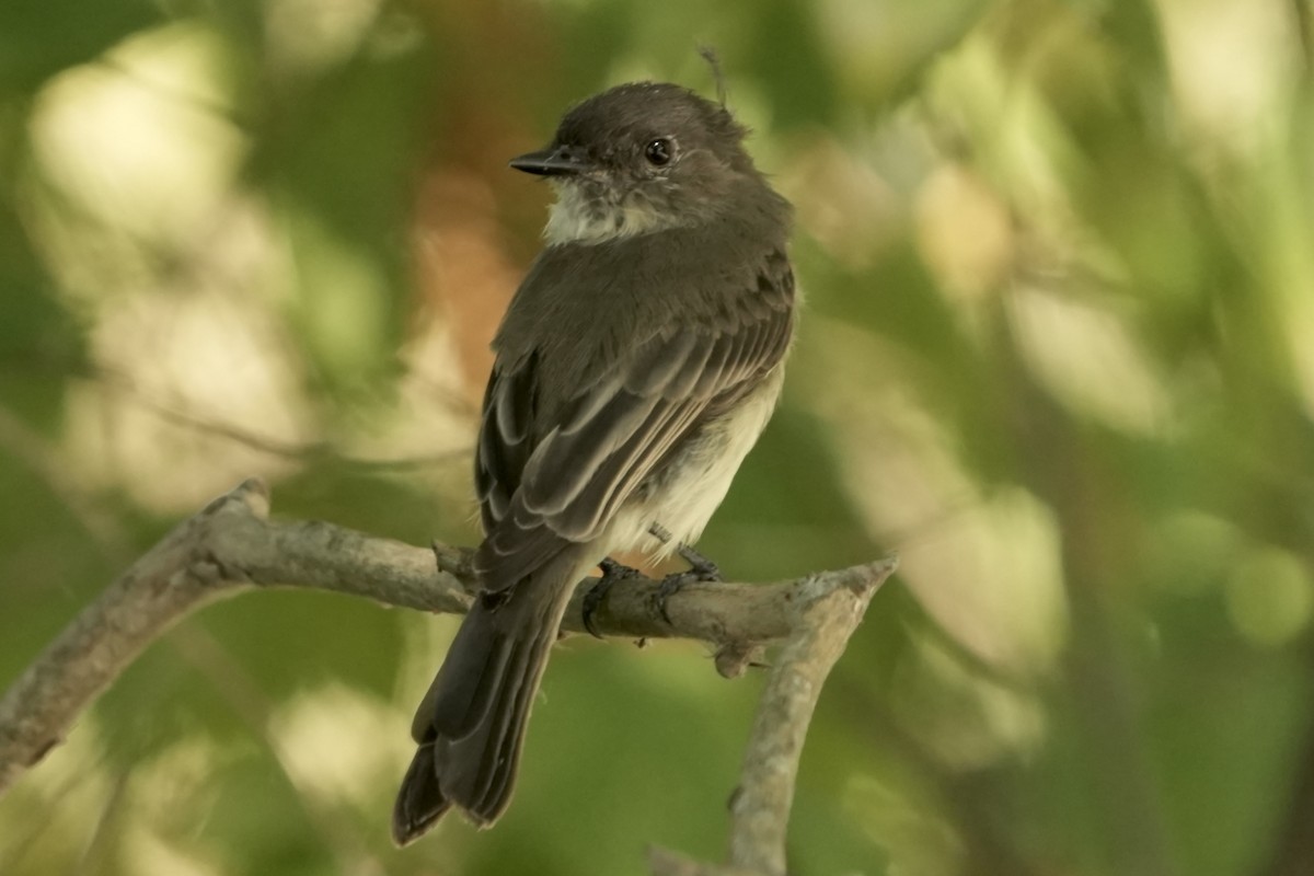 Eastern Phoebe - Jeremy Dominguez