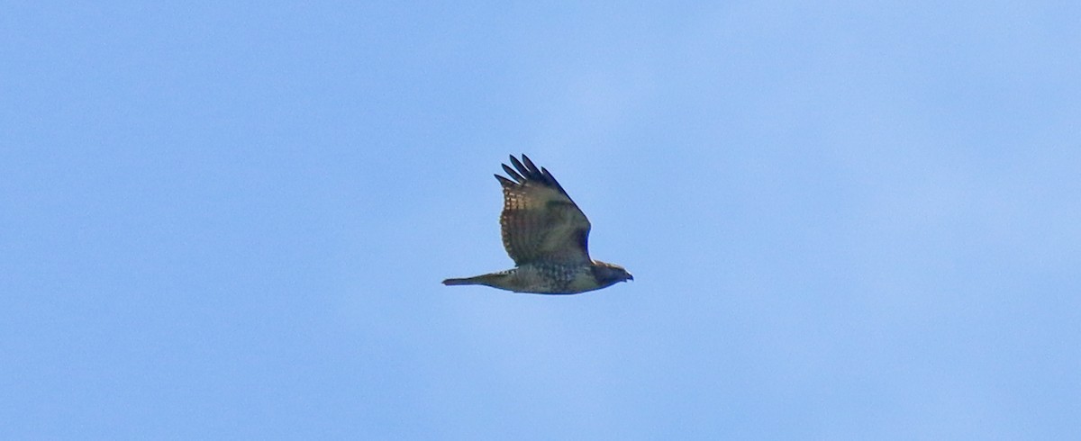 Red-tailed Hawk - ML623885003