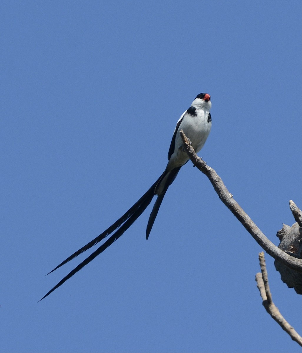 Pin-tailed Whydah - Jim Margitan