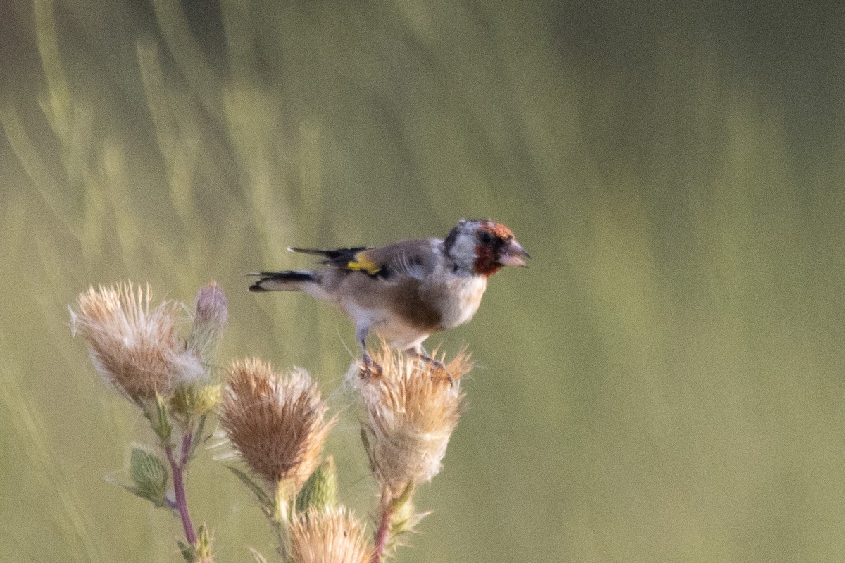 European Goldfinch - ML623885007