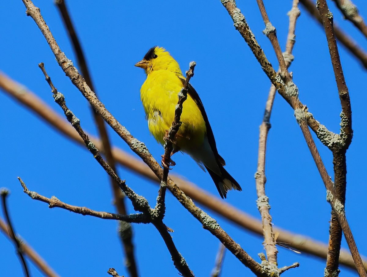 American Goldfinch - ML623885013