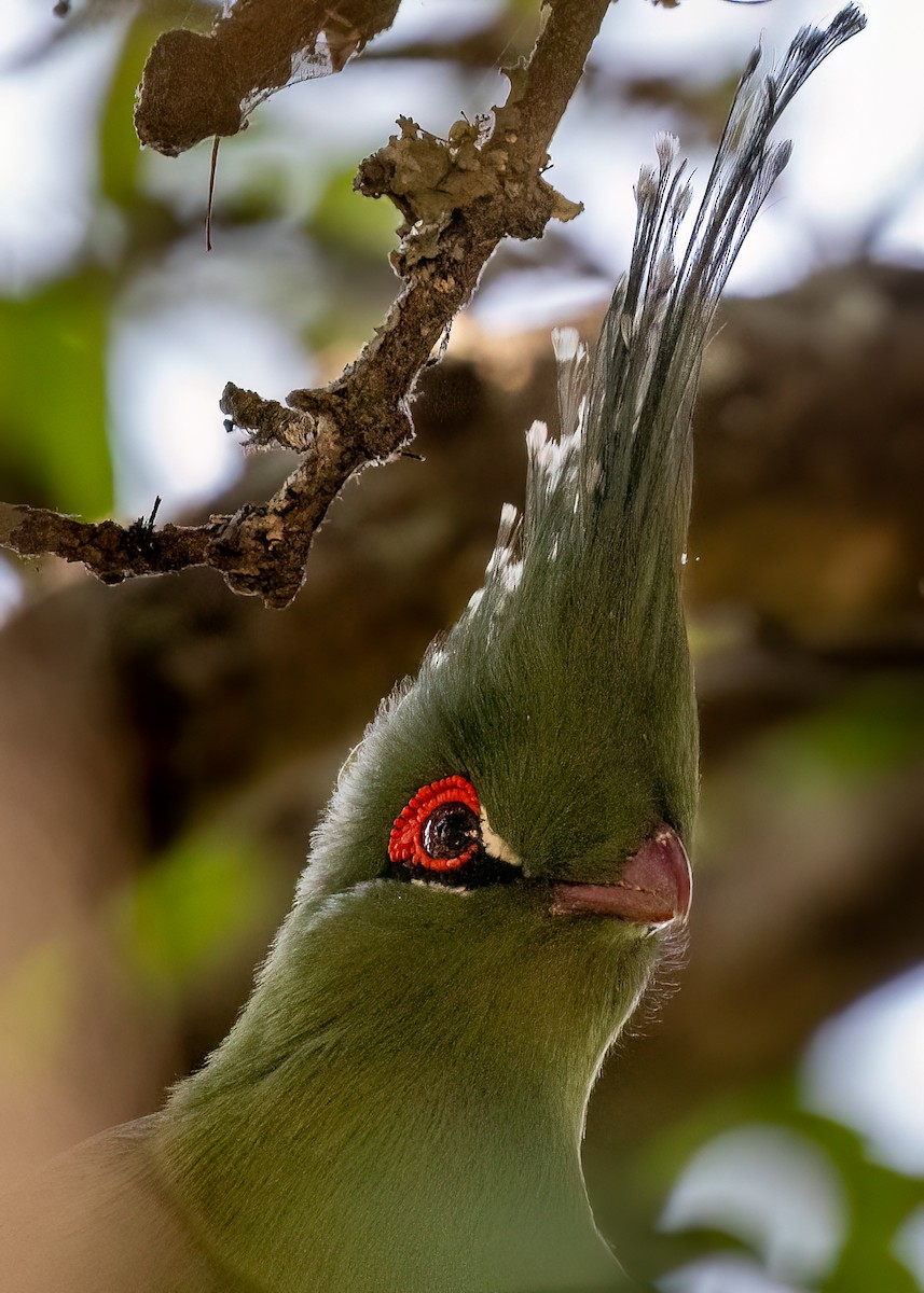 Schalow's Turaco - ML623885023