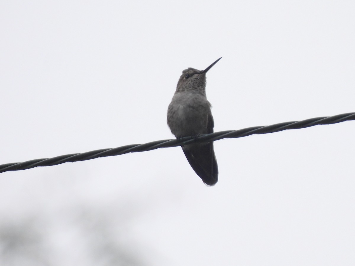 Colibrí de Costa - ML623885055