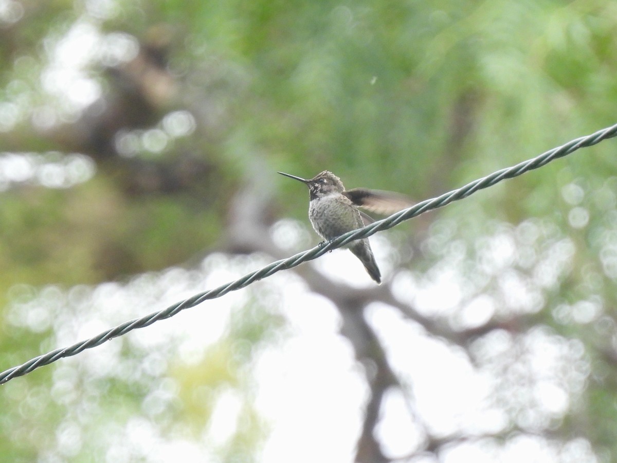 Colibrí de Costa - ML623885056