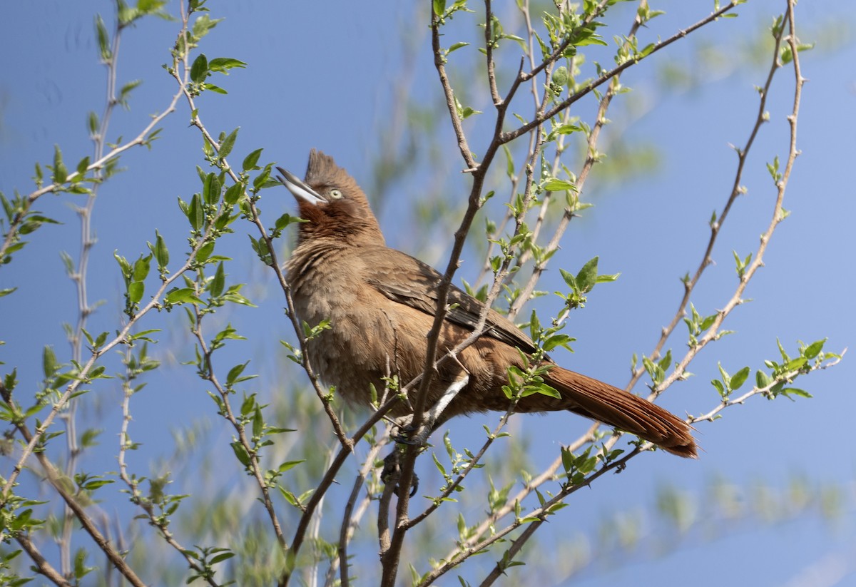 Brown Cacholote - ML623885057