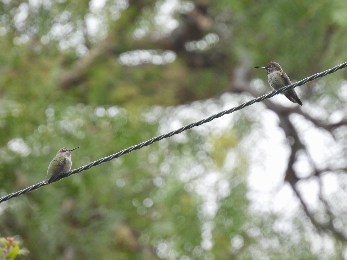 Colibrí de Costa - ML623885059