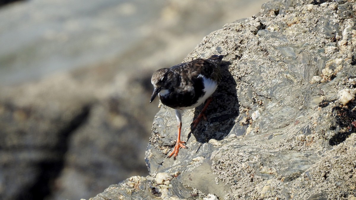 Ruddy Turnstone - ML623885070