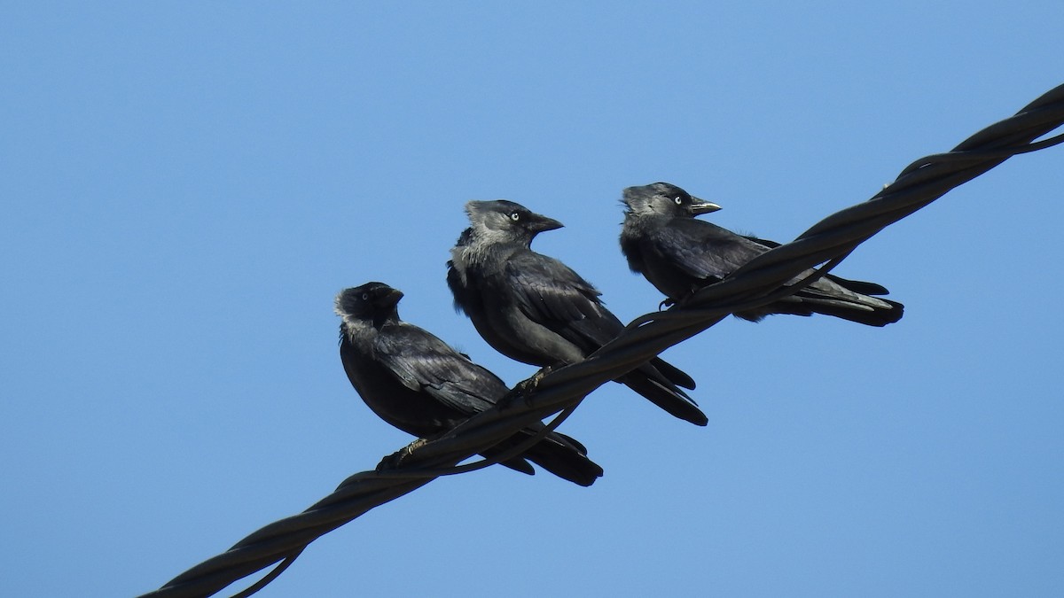 Eurasian Jackdaw - ML623885076