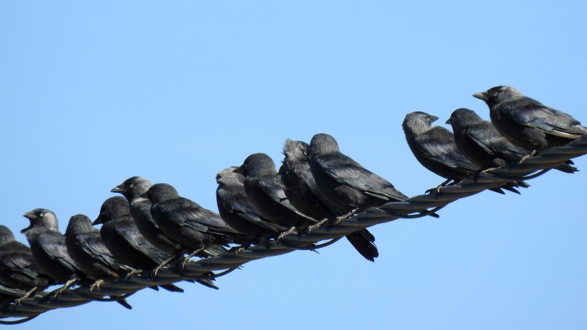 Eurasian Jackdaw - ML623885077